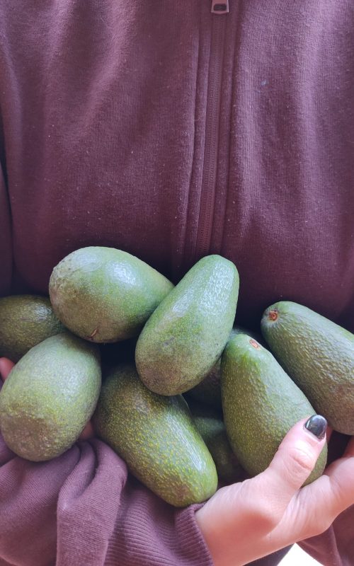 creatn-avocados-products-pernera